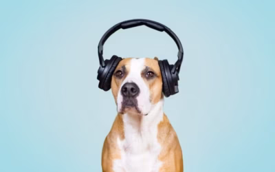 WHYY: How Noise Affects Our Health
